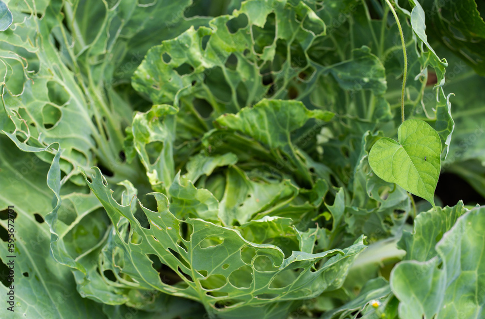 Cabbage leaves in holes in the garden. Pests are a cabbage butterfly that lays eggs and caterpillars of pests appear that eat a cabbage leaf. Cabbage leaves in holes in the garden. Pests are a cabbage butterfly that lays eggs and caterpillars of pests appear that eat a cabbage leaf.