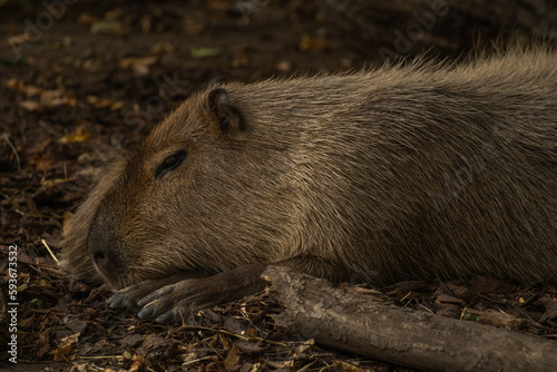 Wallpaper Mural close up of a boar Torontodigital.ca