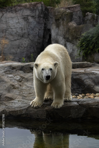 polar bear in zoo