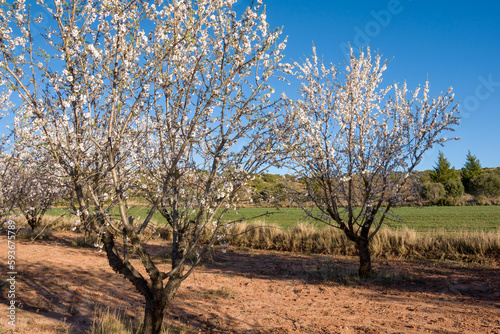 Almond trees in bloom Teruel Aragon Spain