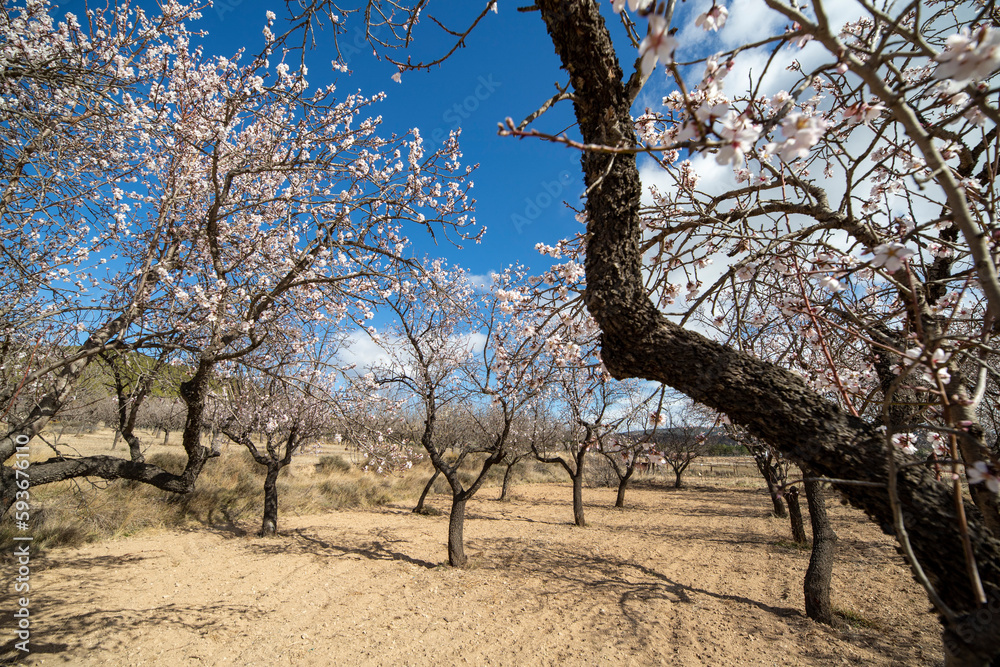 Almond trees in blossom fields in Teruel Aragon Spain Almond trees in blossom fields in Teruel Aragon Spain