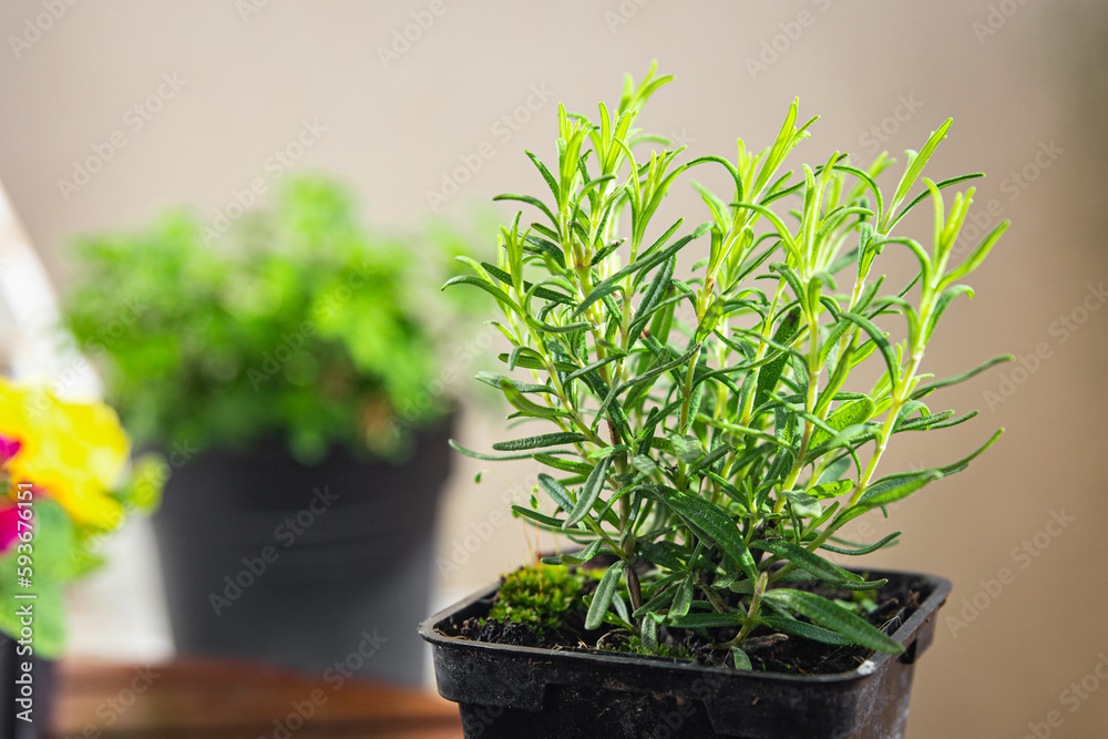 Obraz premium rosemary pot indoor plant flower in pot food spice snack on the table copy space food background rustic top view