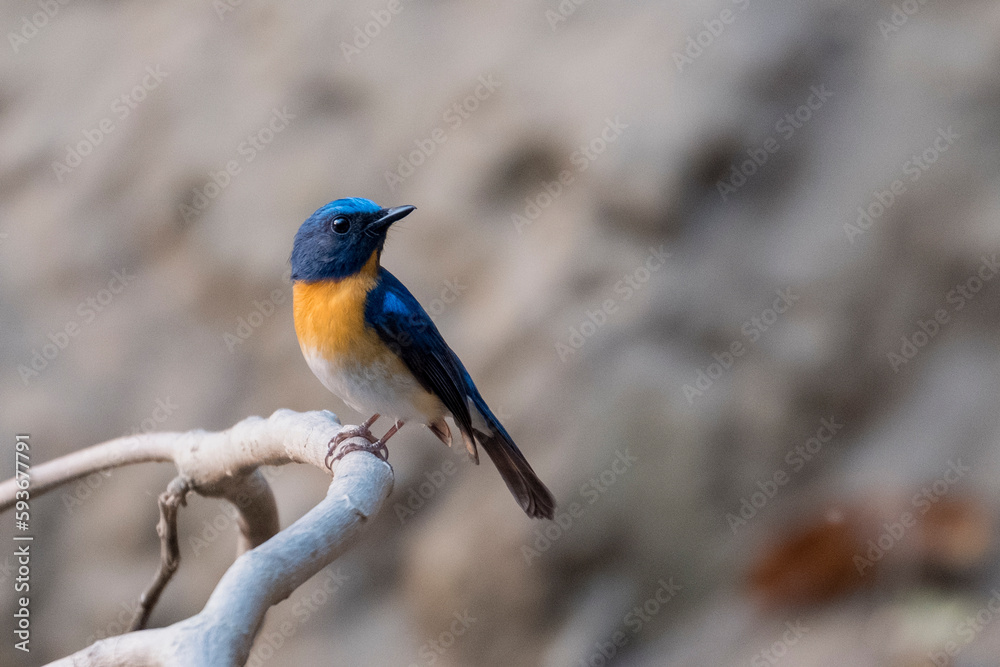 Birds of Bangladesh from satchori forest, sylhet Birds of Bangladesh from satchori forest, sylhet