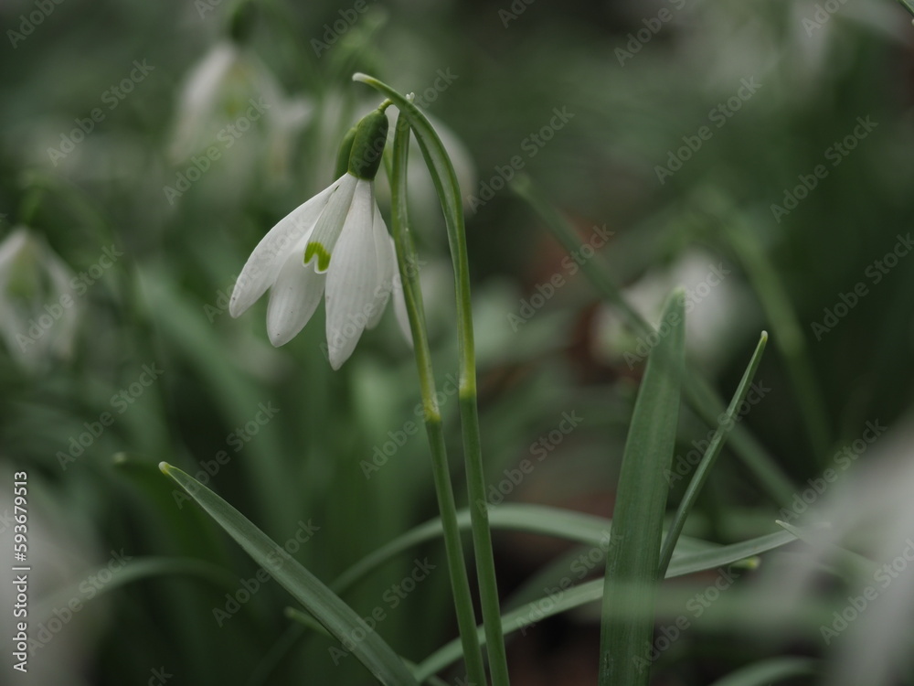 Snowdrops flowers and their colony with the green background Snowdrops flowers and their colony with the green background