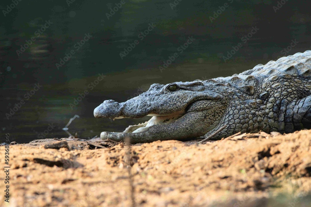 Obraz premium Freshwater crocodiles of the Western Ghats of India