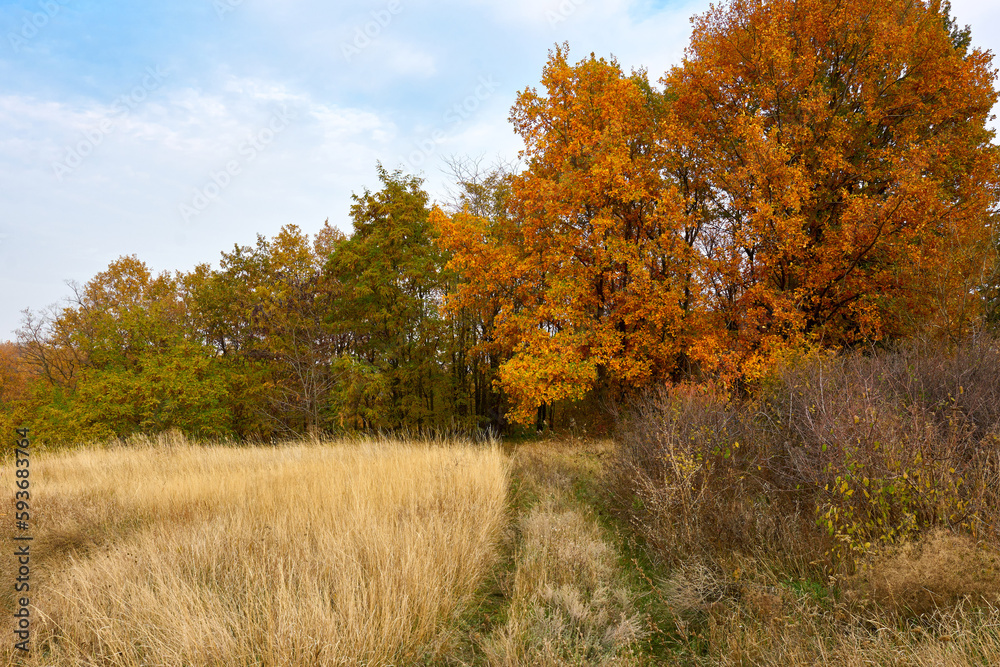 Autumn landscape with trees and dry grass field.