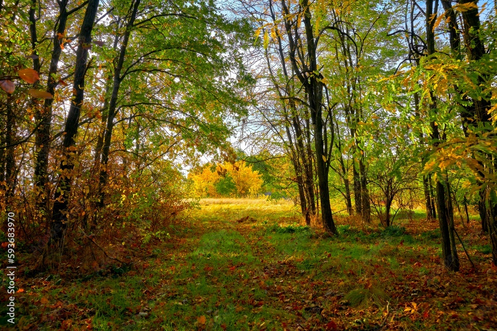 Beautiful autumn landscape, the road from the forest to the golden meadow.