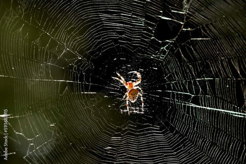 A spider in the center of its web, close-up.