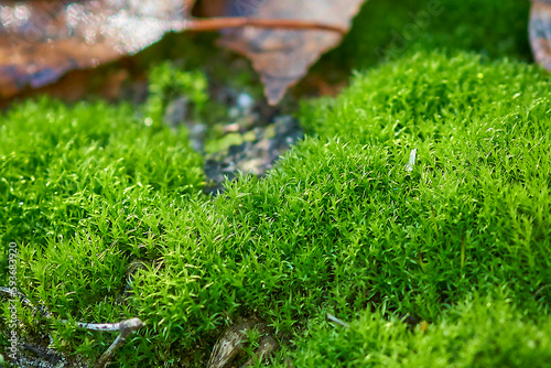 Forest young green moss, macro photography.
