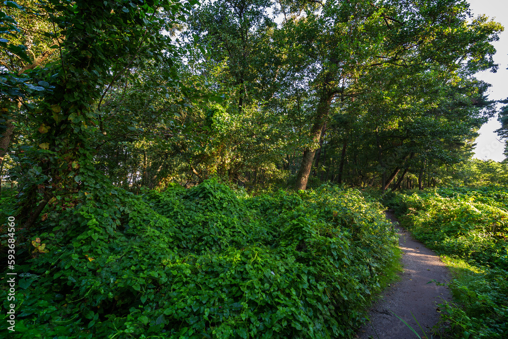 Footpath in a lush forest along the Tulliniemi nature trail in Hanko, Finland, on a sunny day in the summer.