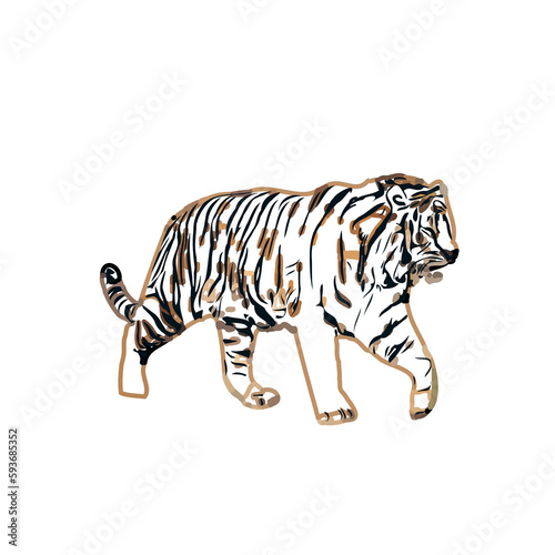 tiger color sketch with transparent background © Yuas
