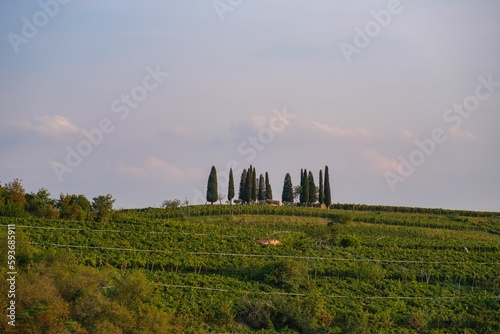 Green trees in the green field against the blue cloudy sky around the Soave city in Italy
