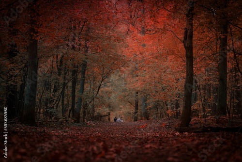 Autumn forest with red leaves covered with red leaves
