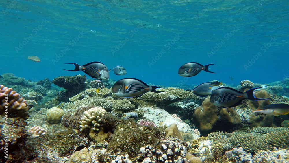 Fototapeta premium Colorful tropical fish on a coral reef, amazingly beautiful fairy world. In the coral gardens of the Red Sea.