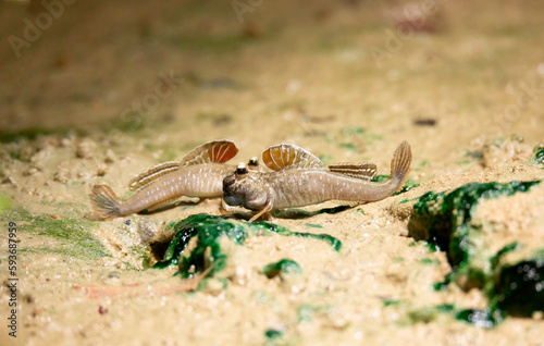 Periophthalmus barbarus crawls over the sand and mud and courtes himself and looks for a partner.