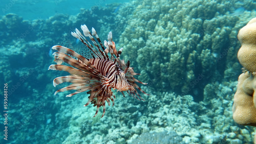 Lion Fish, the lionfish preys on a coral reef protected by its long