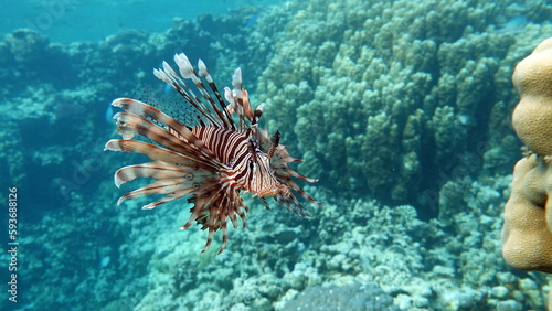 Lion Fish, the lionfish preys on a coral reef protected by its long venomous spines. Graceful and beautiful, this fish can move with astonishing speed to catch its prey.
