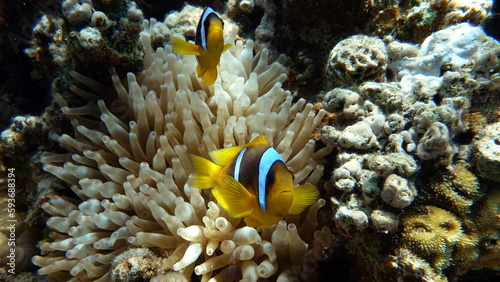      Clown fish amphiprion  Amphiprioninae . Red sea clown fish. 