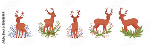 Fototapeta Naklejka Na Ścianę i Meble -  Young Brown Deer with Antlers and Winter Twigs Vector Set