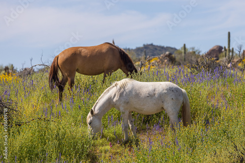 Wild Horses in Wildflowers in the Arizona Desert in Spring