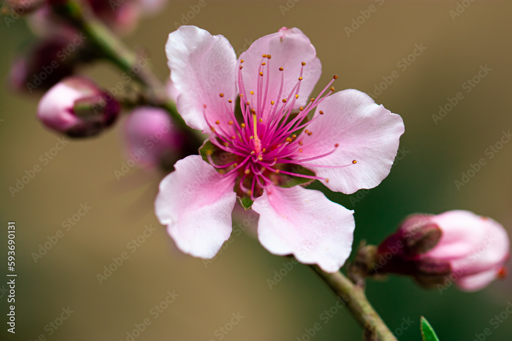 pink cherry blossom pink cherry blossom