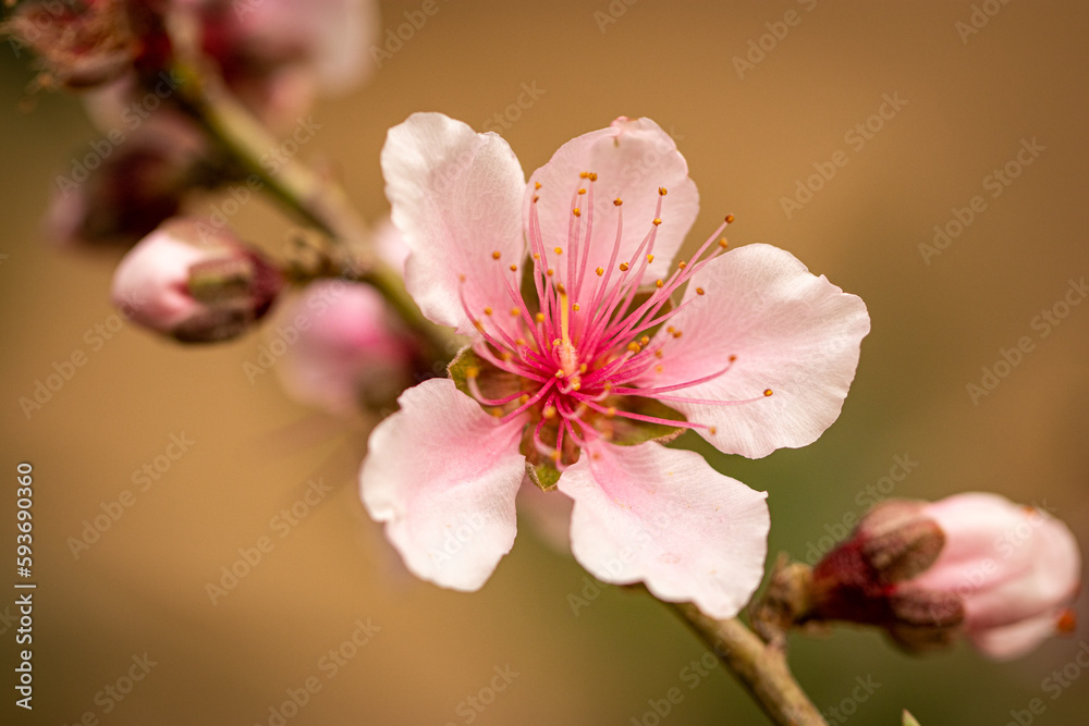 Fototapeta premium cherry blossom