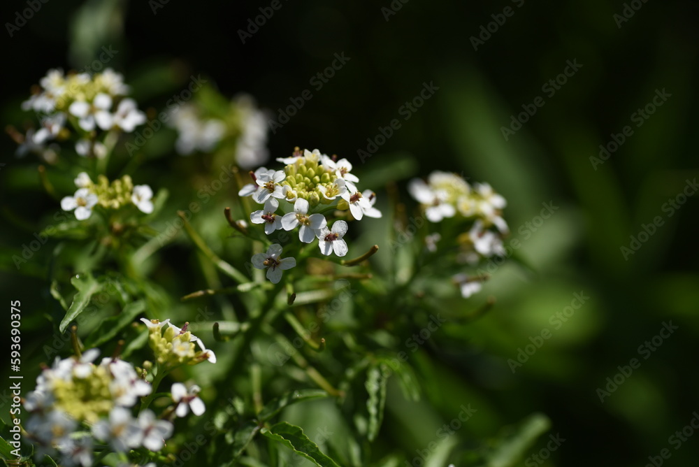 Watercress flowers.A perennial plant of the Brassicaceae family that grows in wetlands. A healthy wild vegetable that blooms small white flowers from May to June. Watercress flowers.A perennial plant of the Brassicaceae family that grows in wetlands. A healthy wild vegetable that blooms small white flowers from May to June.