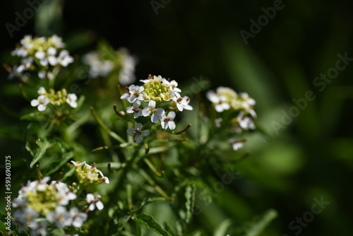 Watercress flowers.A perennial plant of the Brassicaceae family that grows in wetlands. A healthy wild vegetable that blooms small white flowers from May to June.