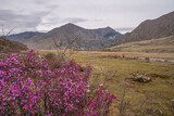 Blooming maral at the mountains