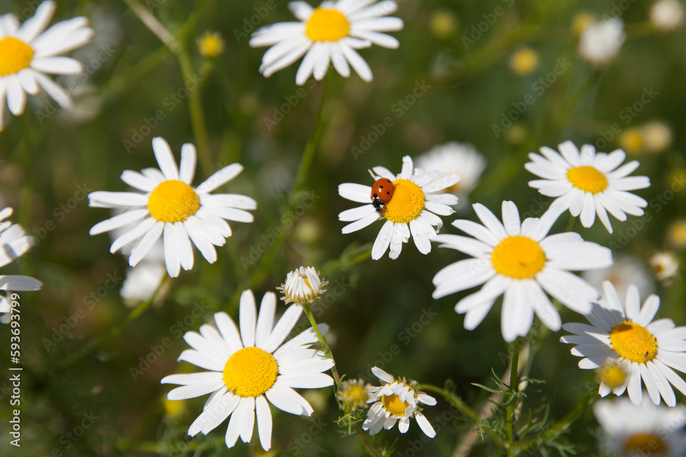 Fototapeta premium Field flowers in summer. At the center white daisy flower with a ladybug on it in the garden, on the background of blurred grass. Ladybird on daisy.