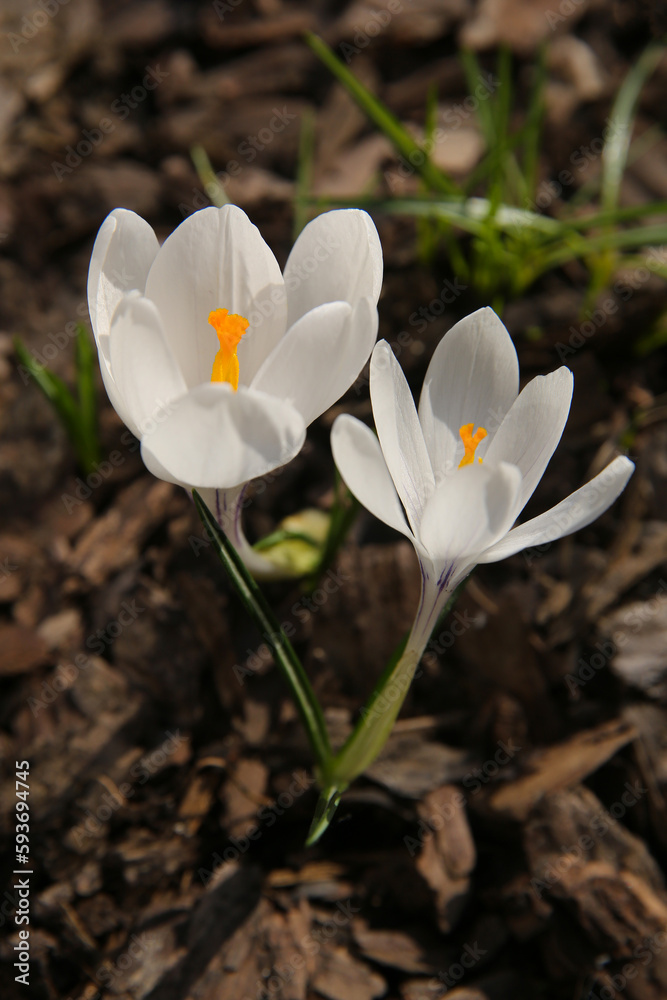 blurred floral background, crocus flowers on a sunny day blurred floral background, crocus flowers on a sunny day