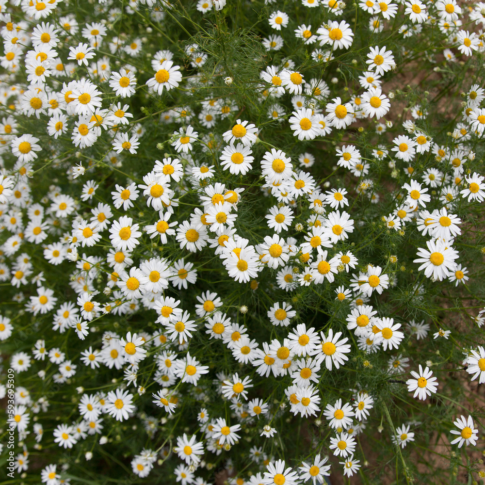 Lots of daisies, top view. Chamomile flowers field wide background in sun light Lots of daisies, top view. Chamomile flowers field wide background in sun light