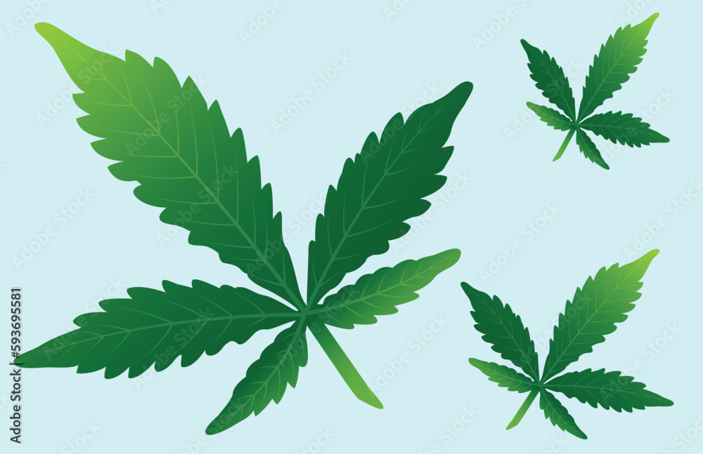cannabis leaf isolated on white cannabis leaf isolated on white