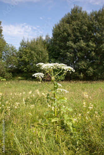 Hogweed plant. Closeup of white blooming Giant Hogweed or Heracleum mantegazzianum plants in their natural habitat.