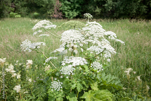 Hogweed plant. Closeup of white blooming Giant Hogweed or Heracleum mantegazzianum plants in their natural habitat.