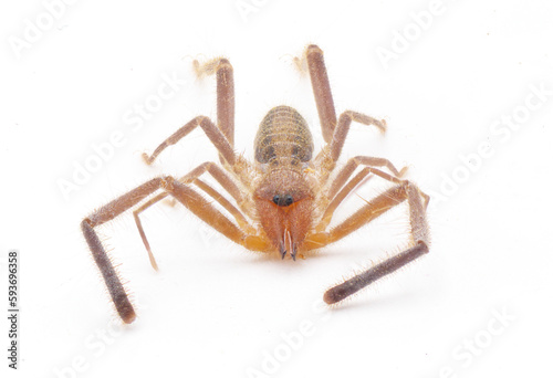 Wind scorpion camel spider sun scorpion - Ammotrechella stimpsoni - is a species of curve faced solpugid in the family Ammotrechidae, isolated on white background closeup face front view