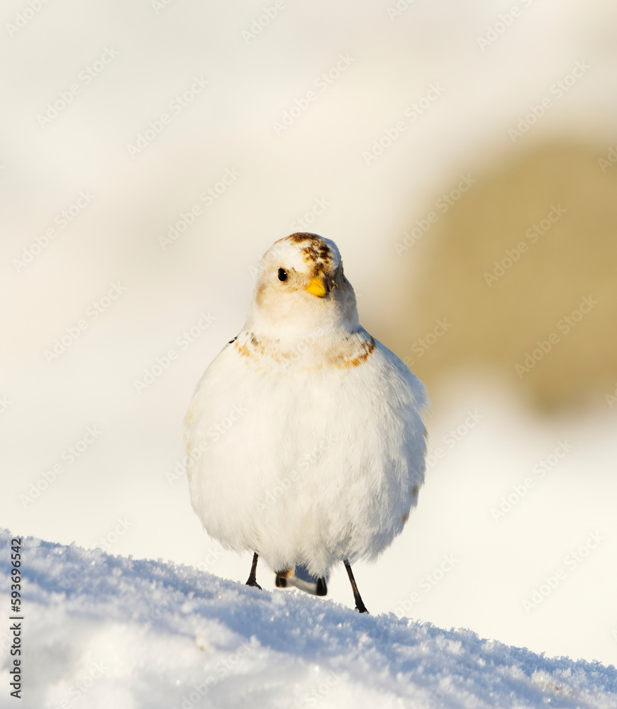 Snow bunting (Plectrophenax nivalis) standing in the snow in early spring.	