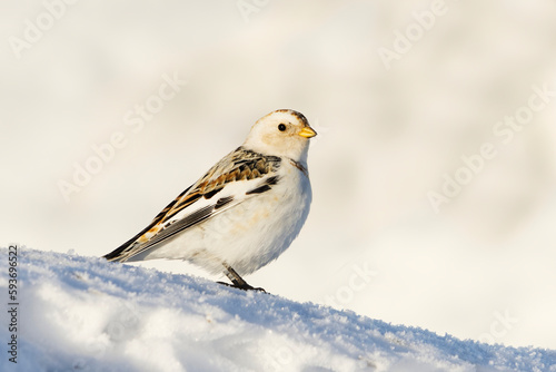 Snow bunting (Plectrophenax nivalis) standing in the snow in early spring.  © Henri