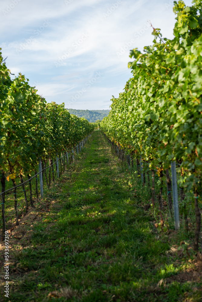 Naklejka premium vineyard