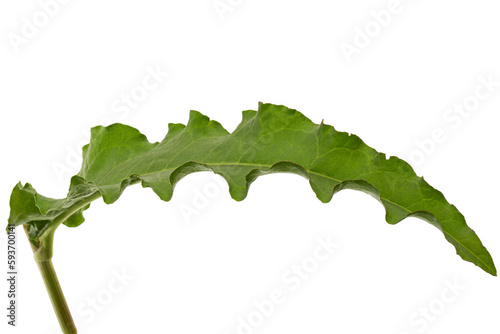 Horse sorrel leaf, lat. Rumex confertus, isolated on white background photo