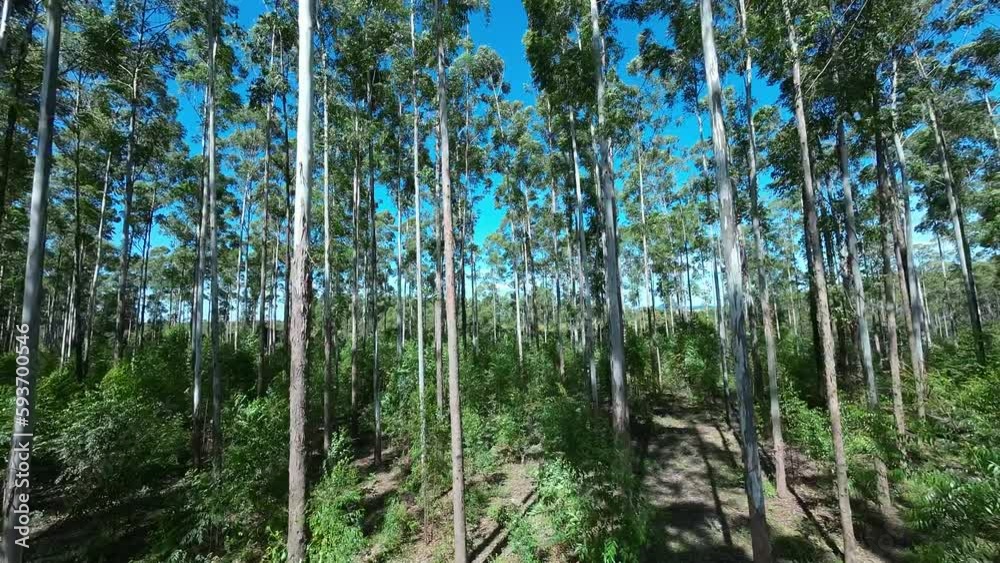 Eucalyptus Forest At Mococa In Sao Paulo Brazil. Eucalyptus Forest Trees. Nature Background. Global Warming Landscape. Eucalyptus Forest At Mococa In Sao Paulo Brazil. Eucalyptus Forest At Mococa In Sao Paulo Brazil. Eucalyptus Forest Trees. Nature Background. Global Warming Landscape. Eucalyptus Forest At Mococa In Sao Paulo Brazil.