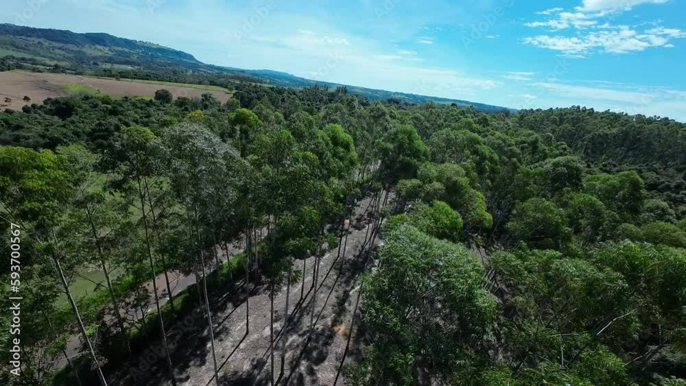 Eucalyptus Plantation At Mococa In Sao Paulo Brazil. Eucalyptus Forest Trees. Nature Background. Global Warming Landscape. Eucalyptus Plantation At Mococa In Sao Paulo Brazil. Eucalyptus Plantation At Mococa In Sao Paulo Brazil. Eucalyptus Forest Trees. Nature Background. Global Warming Landscape. Eucalyptus Plantation At Mococa In Sao Paulo Brazil.