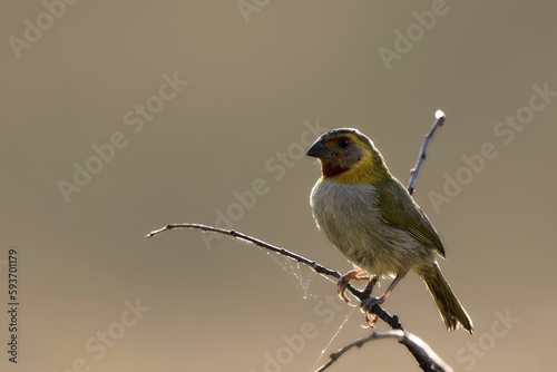 Yellow and white bird perching on tree branch