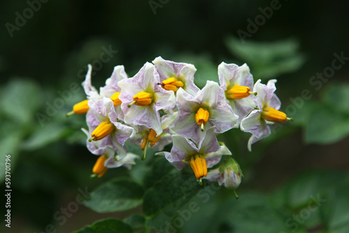 Potato Flowers 