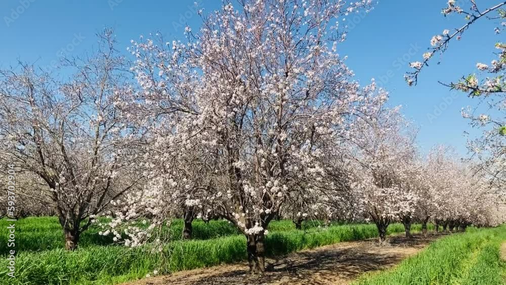 Almond trees in bloom. Large garden with flowering trees. Farming - almond production. fresh pink flowers on the branch of fruit tree Almond trees in bloom. Large garden with flowering trees. Farming - almond production. fresh pink flowers on the branch of fruit tree