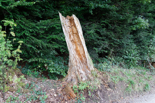 rotten open dead tree stump in front of a green fir forest. picture is suitable for picture compositions. during the day without people