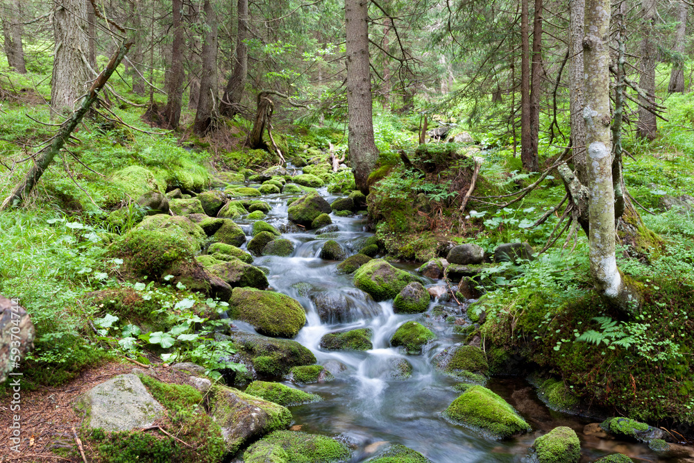 Fast mountain river in forest. Ziarska valley. Western Tatras. Slovakia Fast mountain river in forest. Ziarska valley. Western Tatras. Slovakia