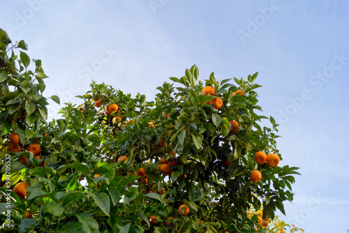 Ramas de un naranjo cargadas de fruta y cielo desenfocado