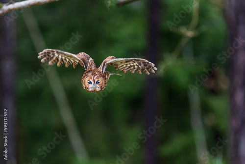 male tawny owl (Strix aluco) flying out of the forest