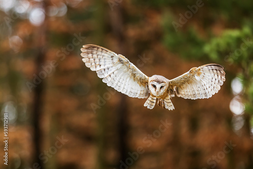 barn owl (Tyto alba) flying out of the woods